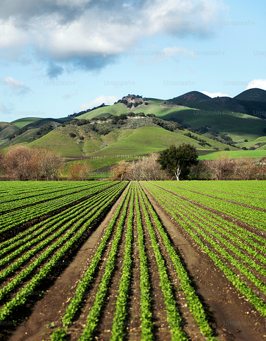 image of agribusiness